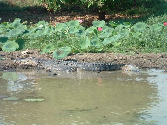 Corroboree Croc